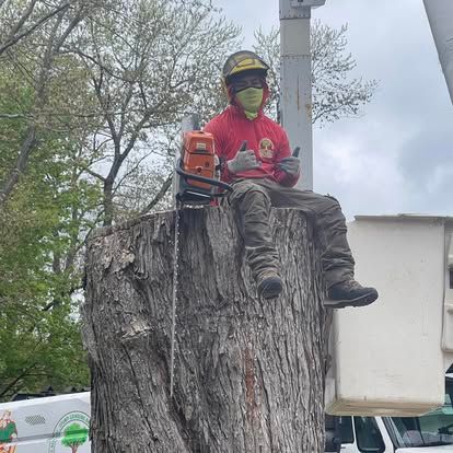 Arborist in red shirt and helmet sits atop tree stump, chainsaw nearby, giving a thumbs up.