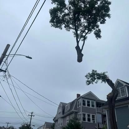 Street scene with a cut tree hovering mid-air and another cut tree bent over a house, cloudy sky.
