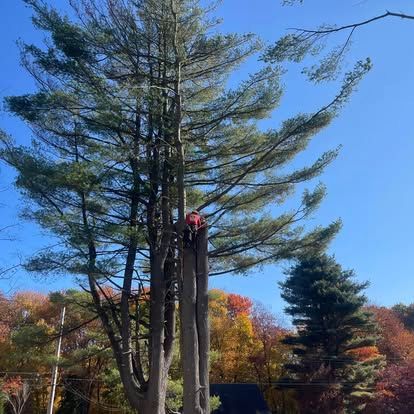Arborist in red shirt trimming a tall pine tree against a blue sky, fall foliage in the background.
