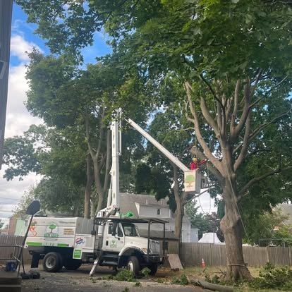 Tree service truck with lift trimming a tall tree in a residential area on a sunny day.