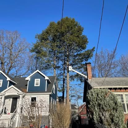 Houses with tall pine trees under power lines on a sunny day.