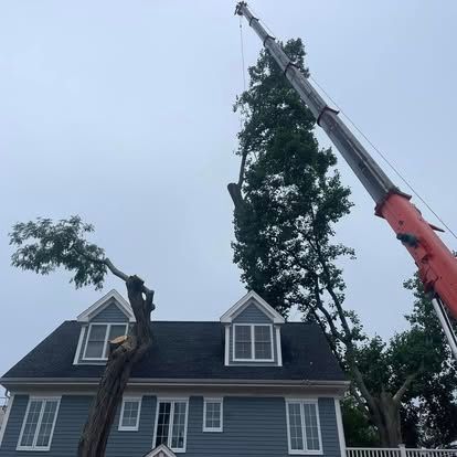 A crane removing a tall tree next to a blue house on a cloudy day.