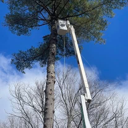 Tree being trimmed with a lift; blue sky with clouds in the background.