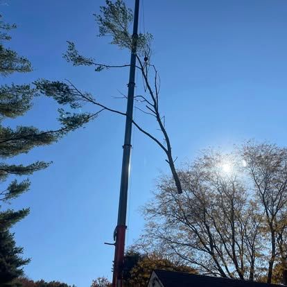 A tree being trimmed by a tall crane under a bright blue sky.