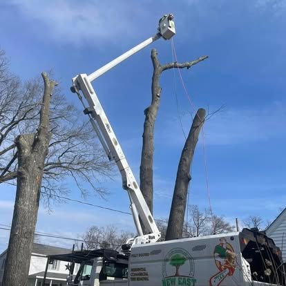 Bucket truck trimming tree branches against a blue sky.
