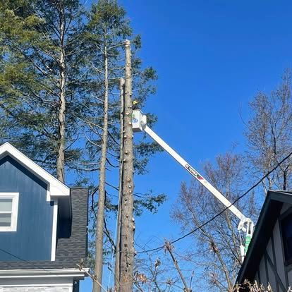 Tree removal: A worker in a lift trims a tall tree near a blue house on a sunny day.