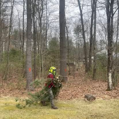 Man carrying branches in a forest clearing. Wearing safety gear. Trees and fallen leaves are visible.