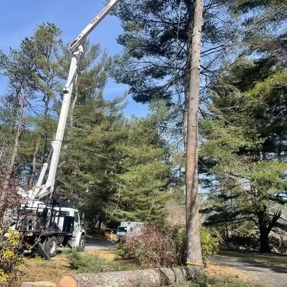 A tree being trimmed by a truck-mounted lift in a yard with other trees.