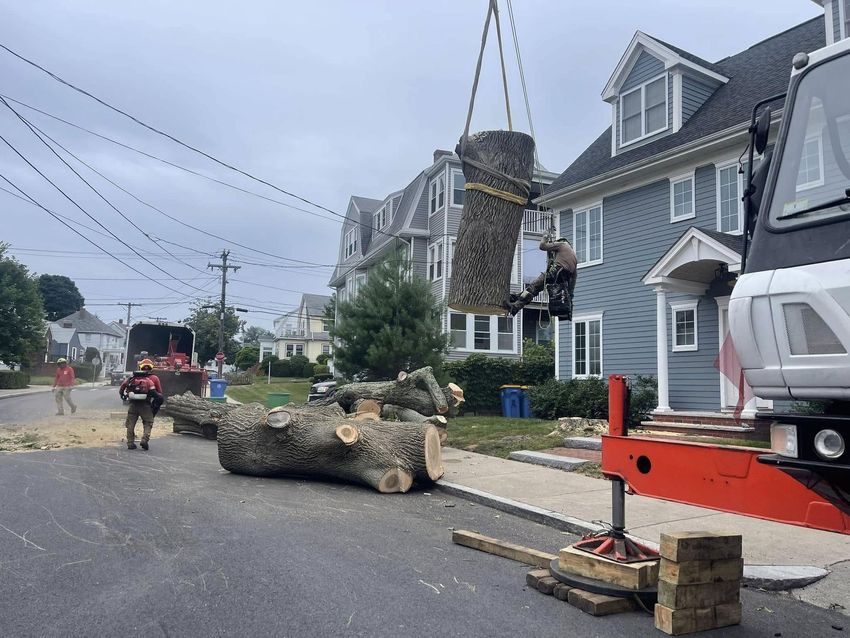 New East Tree Services