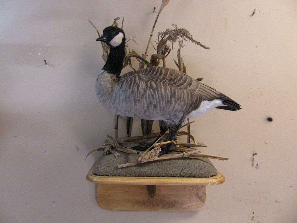 North American Bird Taxidermy
