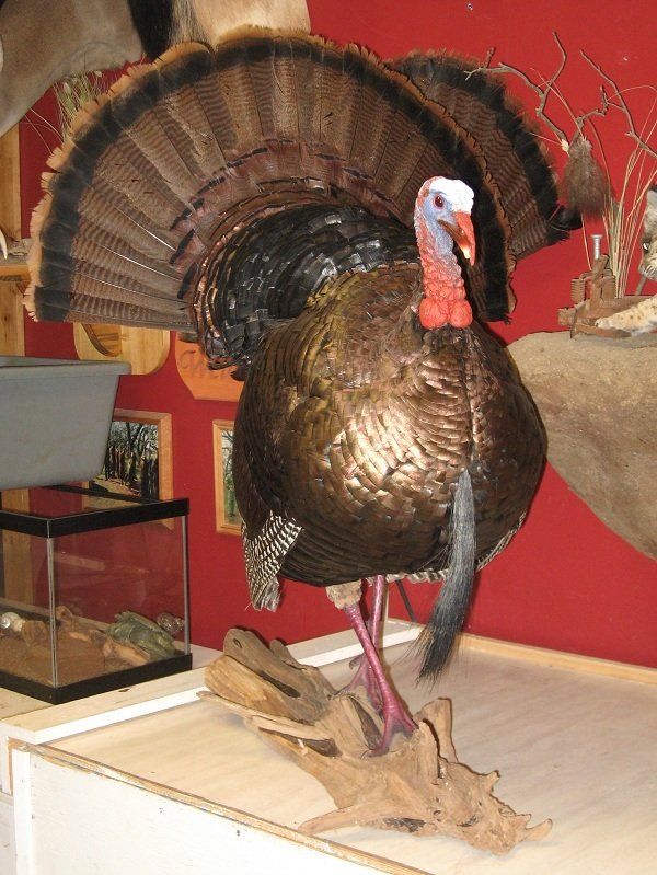North American Bird Taxidermy