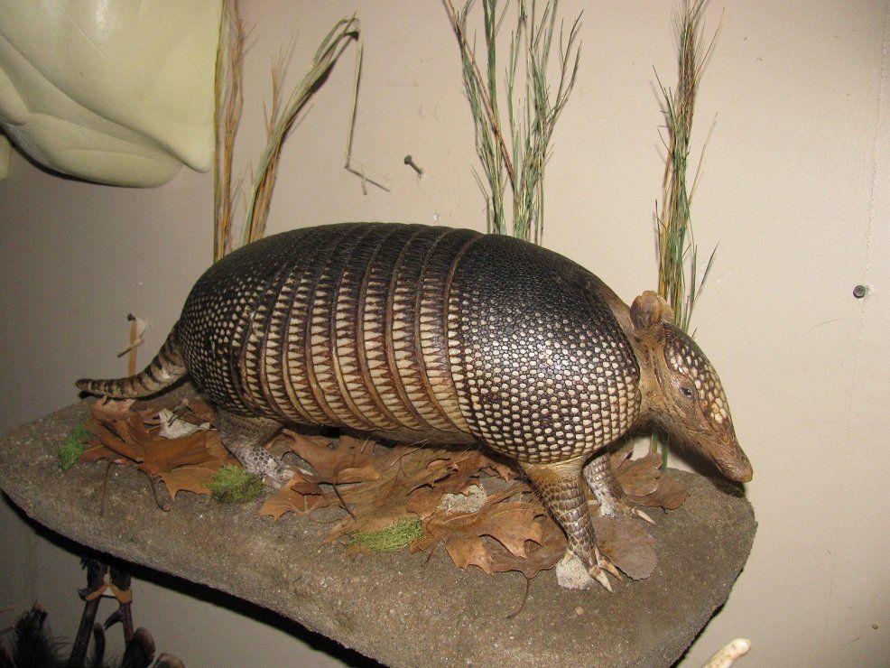 Exotic Animal Mounts