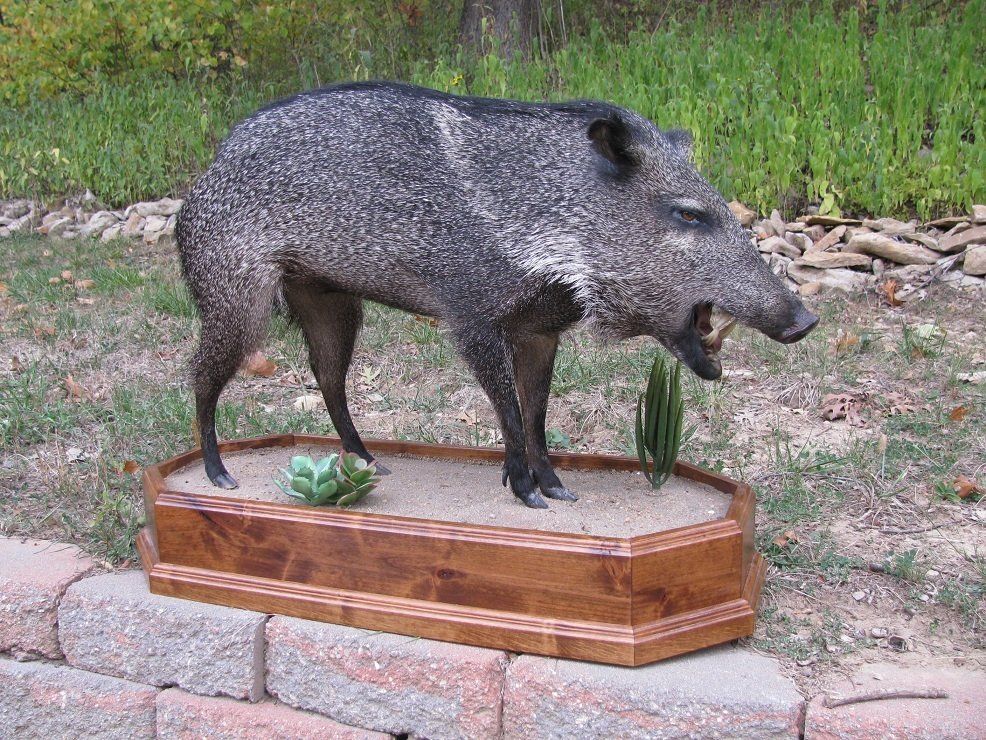 North American Animal Taxidermy