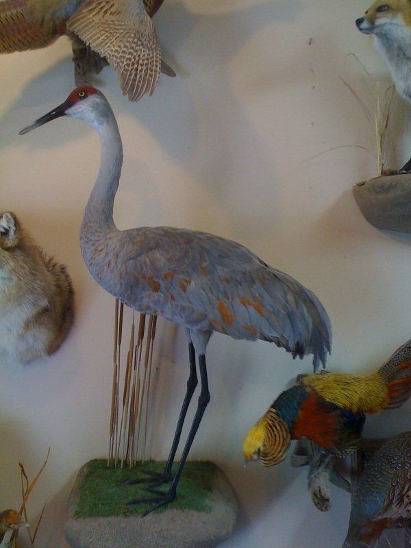 North American Bird Taxidermy