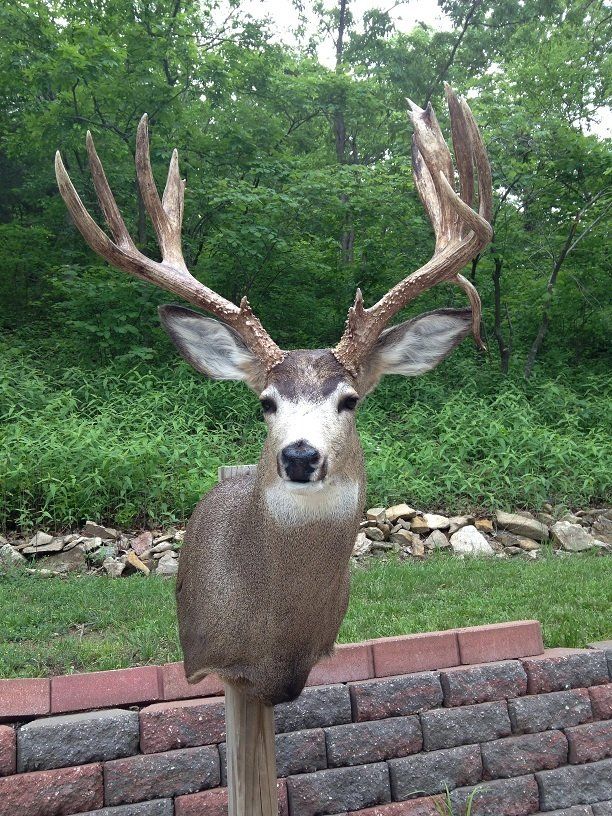 North American Animal Taxidermy