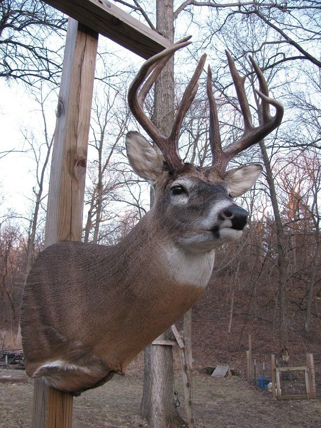 North American Animal Taxidermy