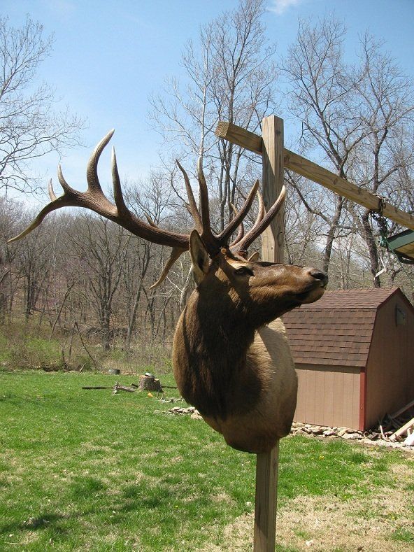 North American Animal Taxidermy
