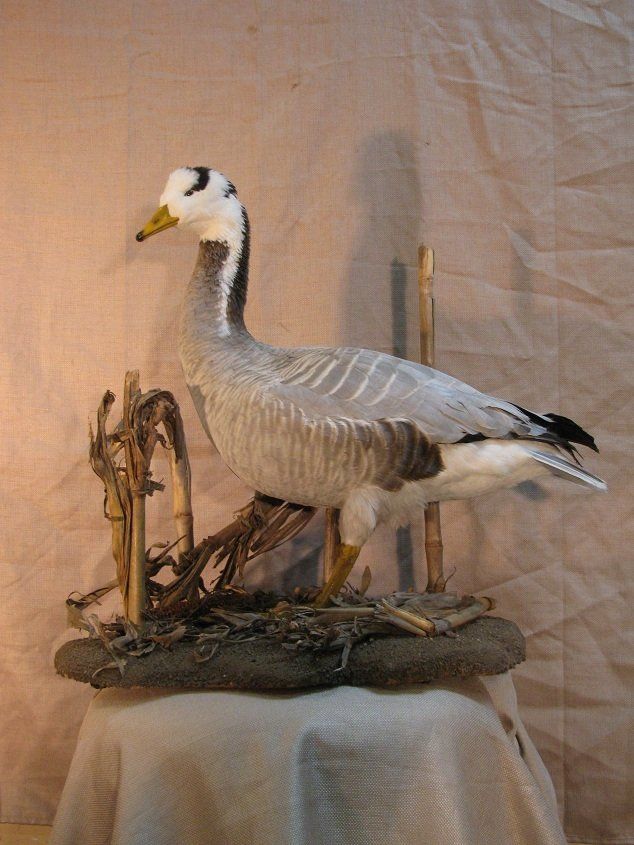 North American Bird Taxidermy