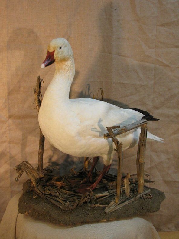 North American Bird Taxidermy