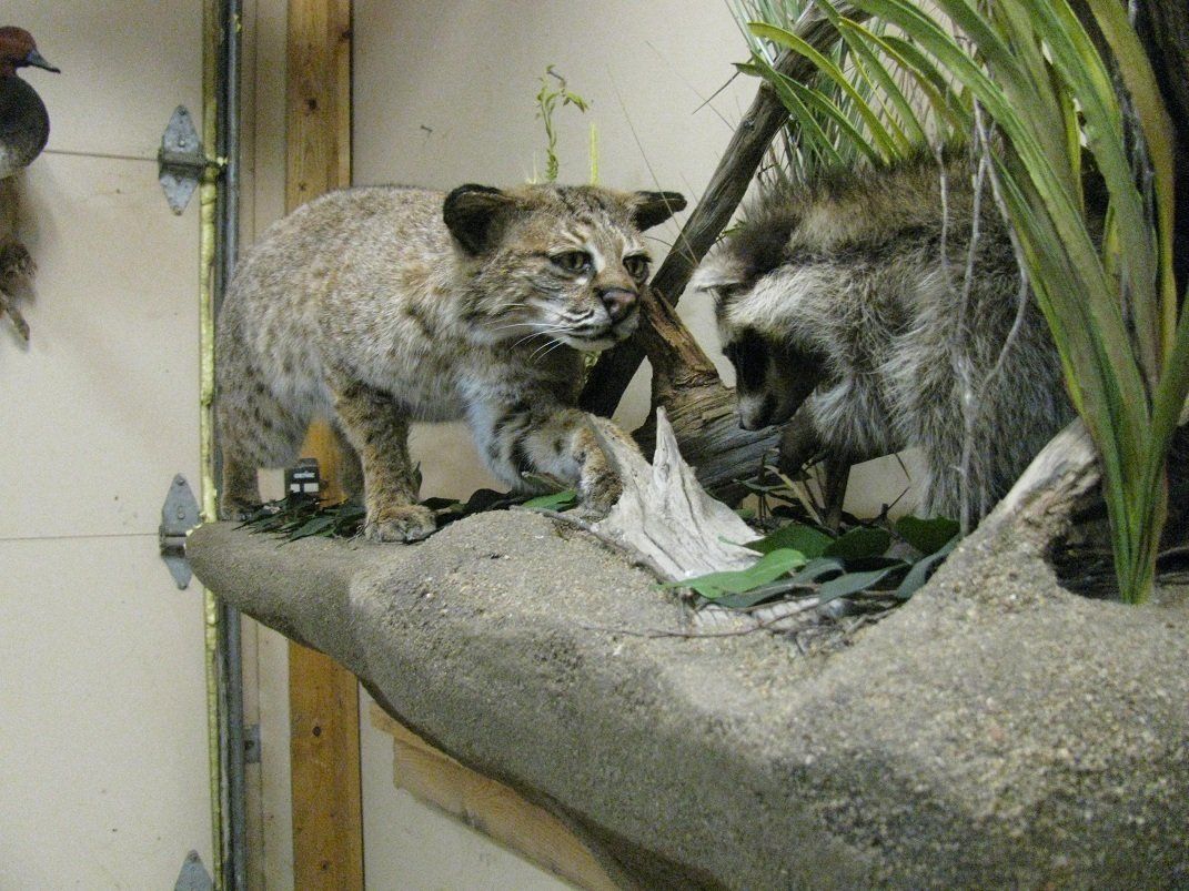 Exotic Animal Mounts