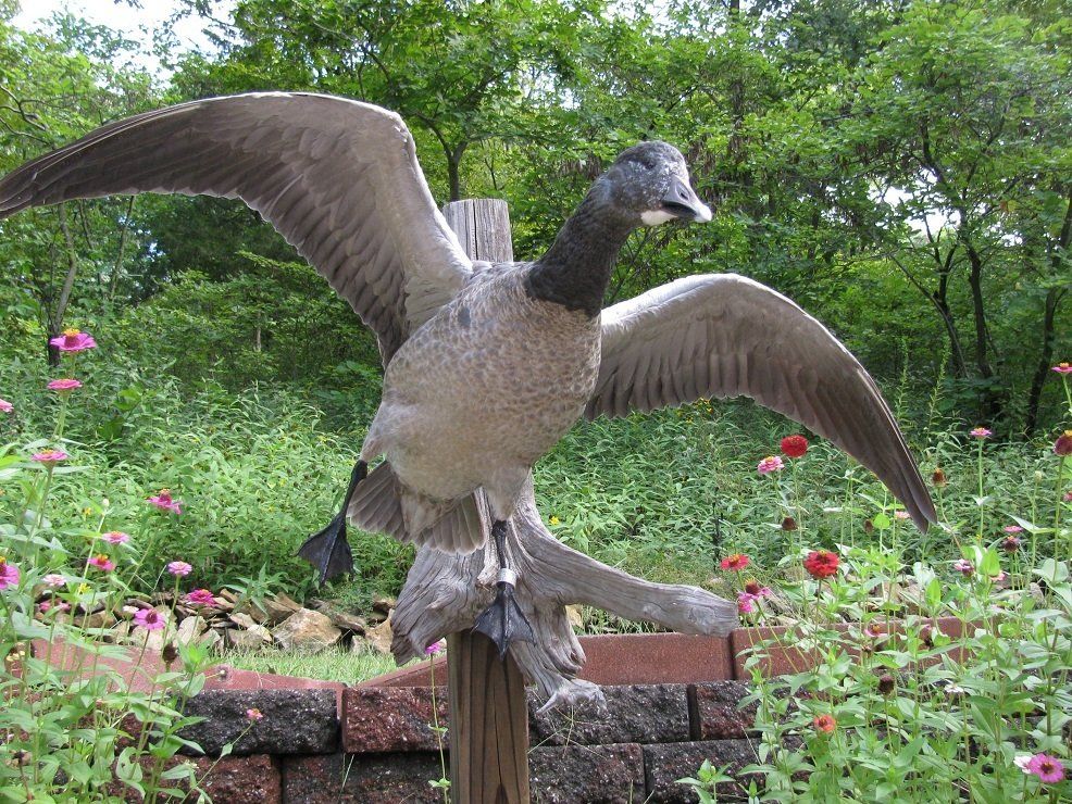 North American Bird Taxidermy