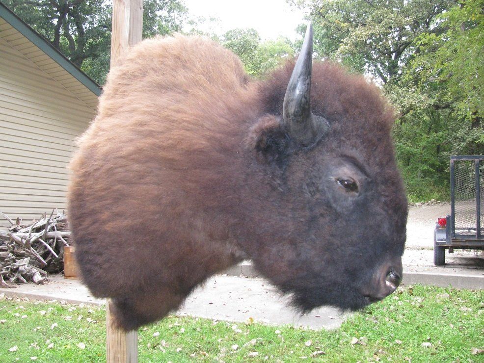 North American Animal Taxidermy