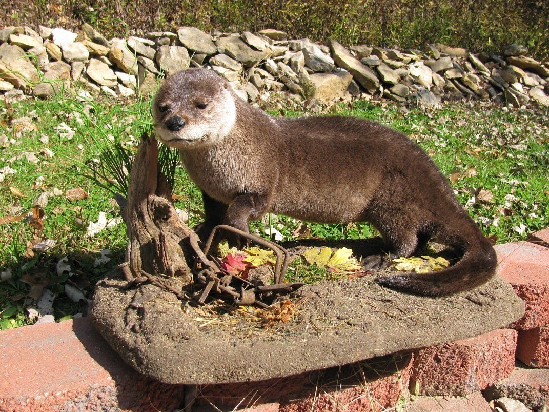 Exotic Animal Mounts