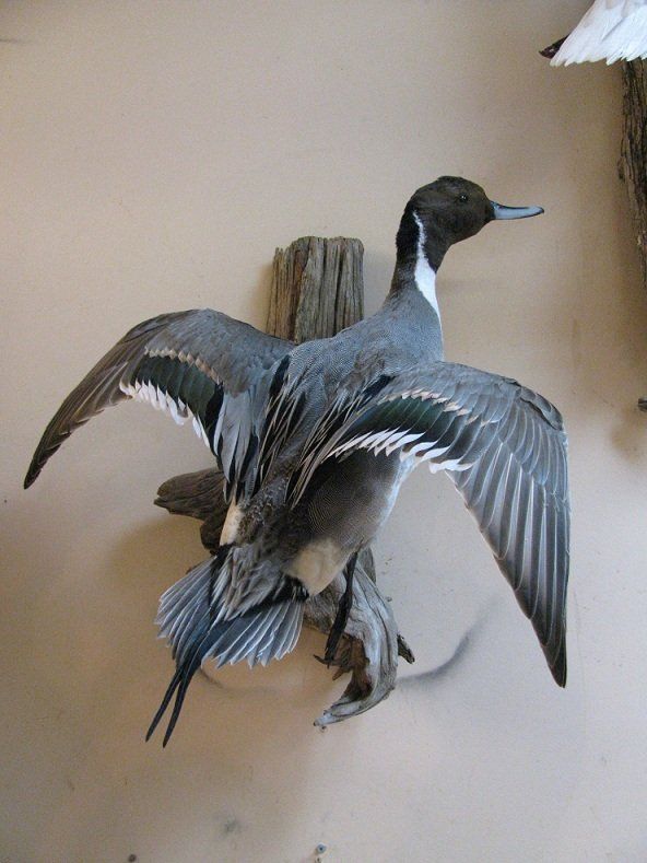 North American Bird Taxidermy