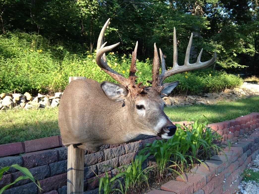 North American Animal Taxidermy