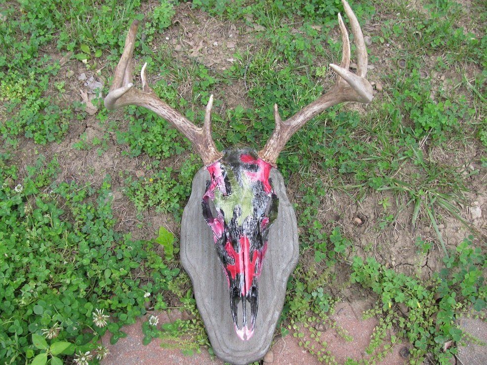 North American Animal Taxidermy