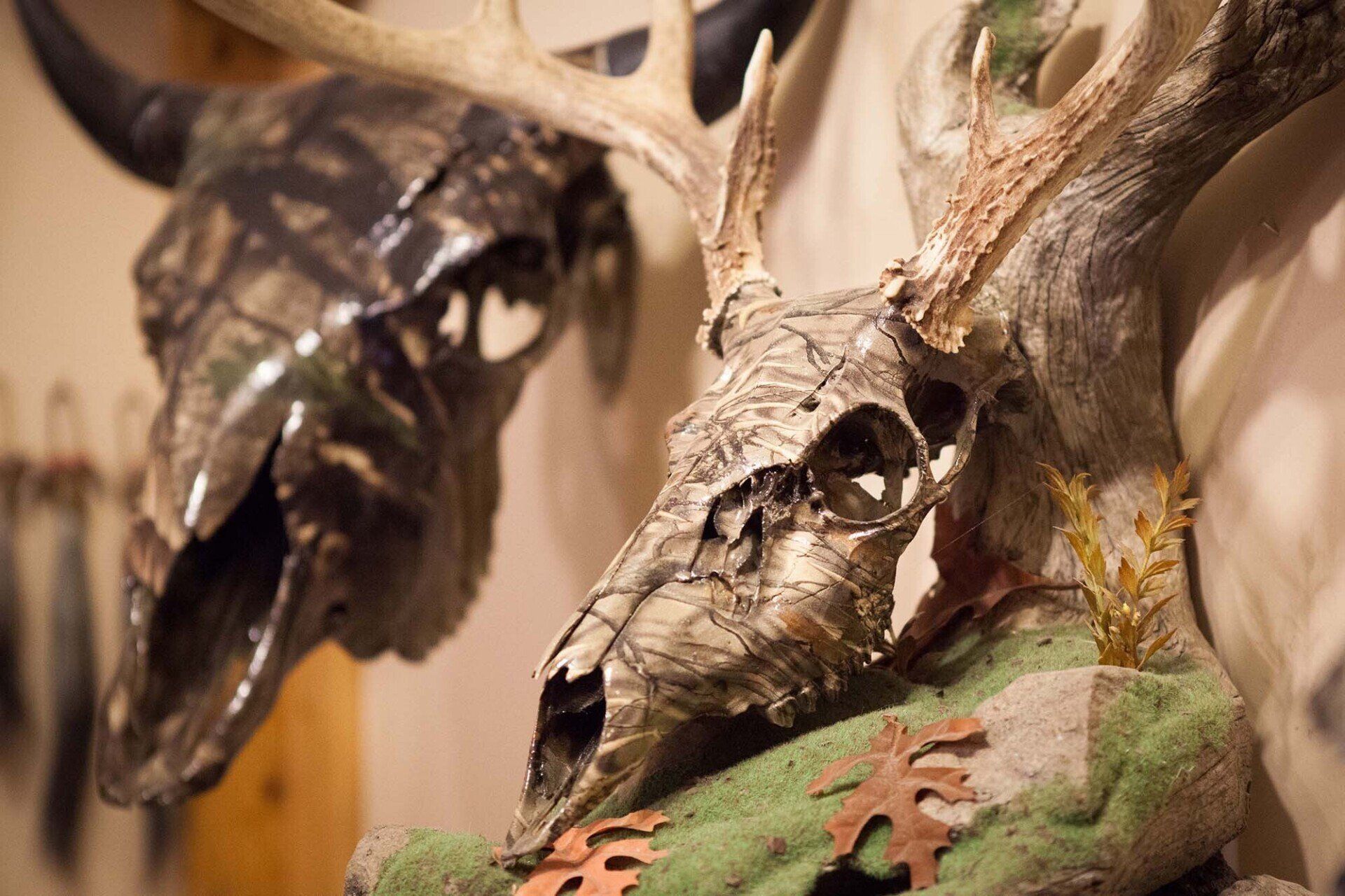 North American Animal Taxidermy