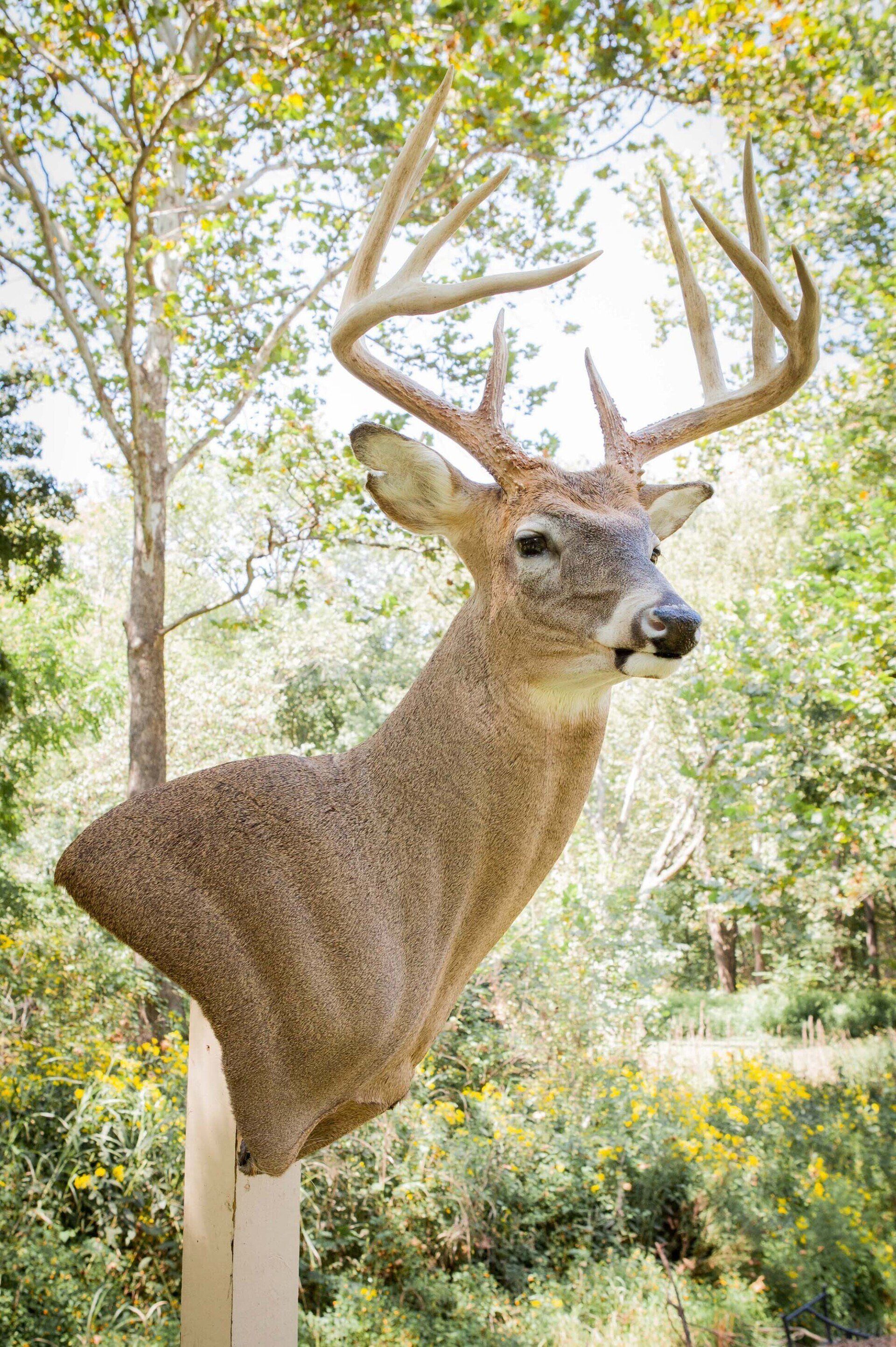 North American Animal Taxidermy