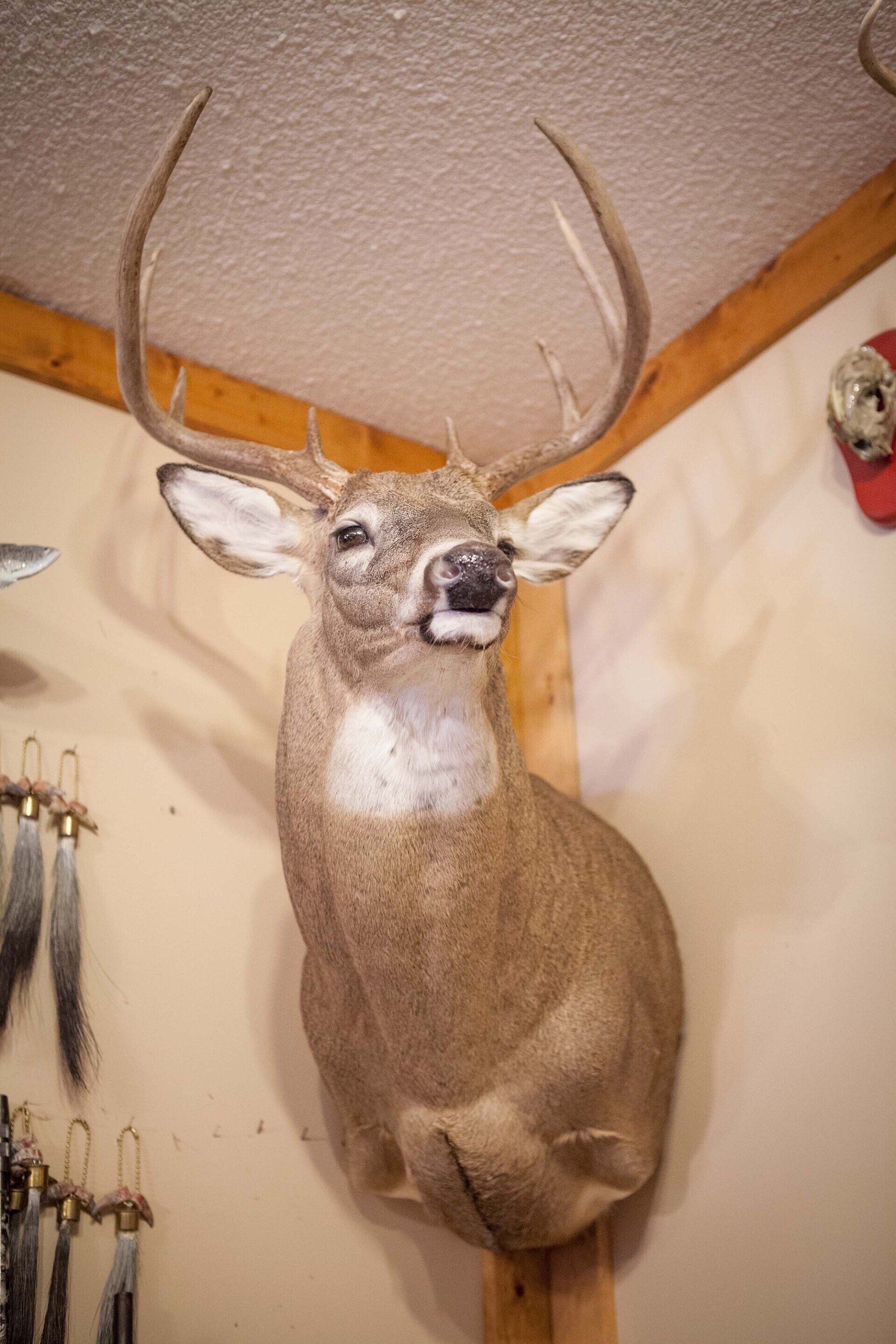 North American Animal Taxidermy