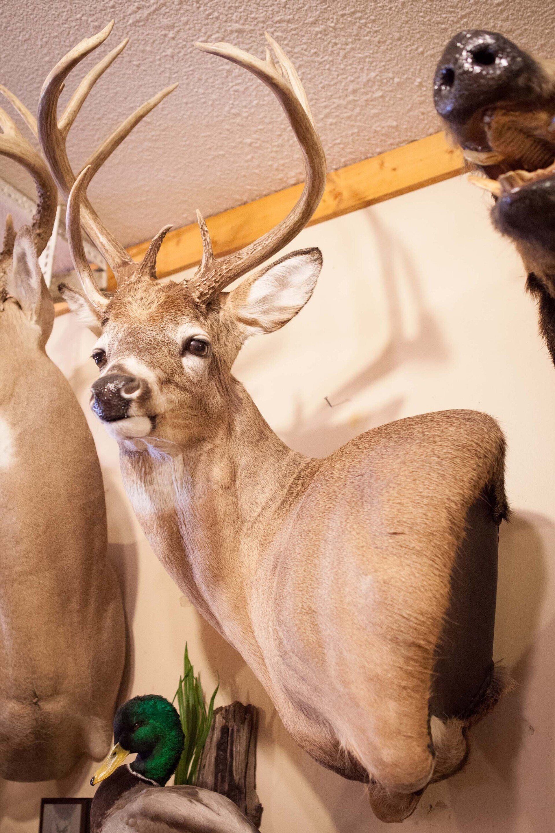North American Animal Taxidermy