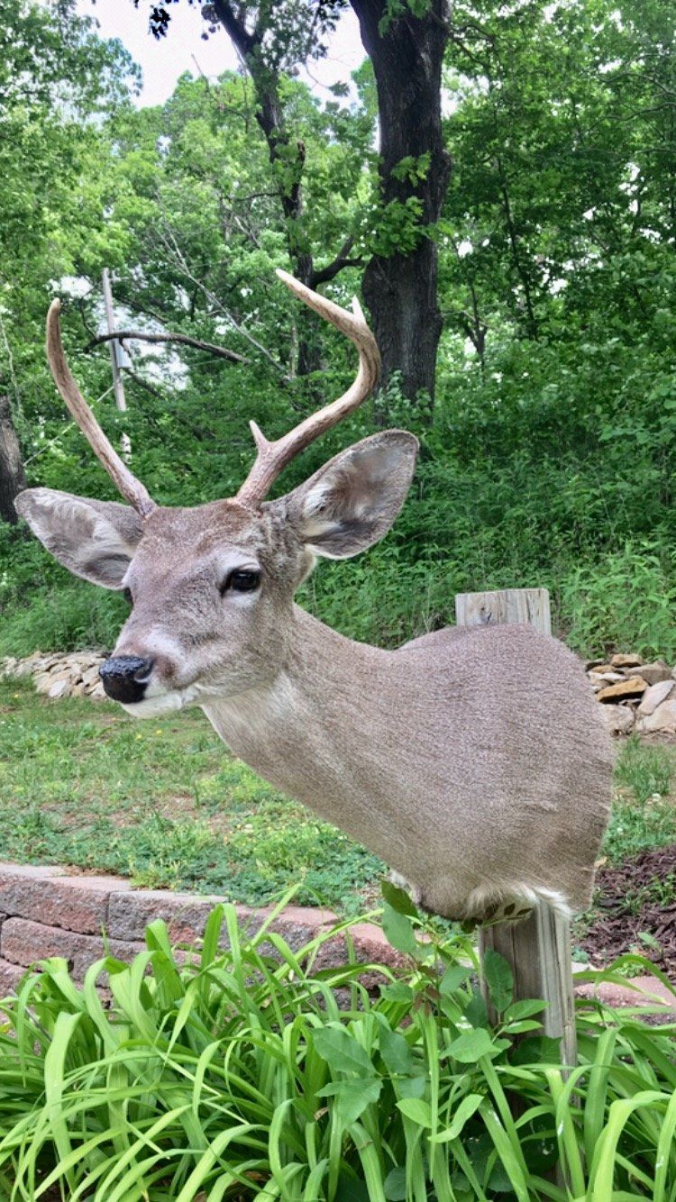 North American Animal Taxidermy