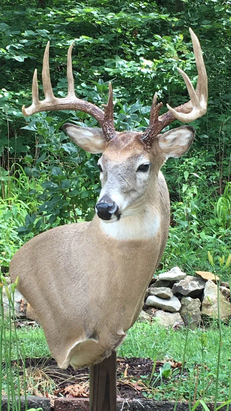North American Animal Taxidermy