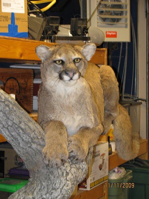 North American Animal Taxidermy