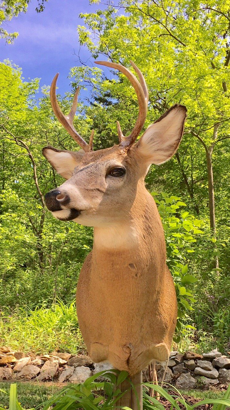 North American Animal Taxidermy