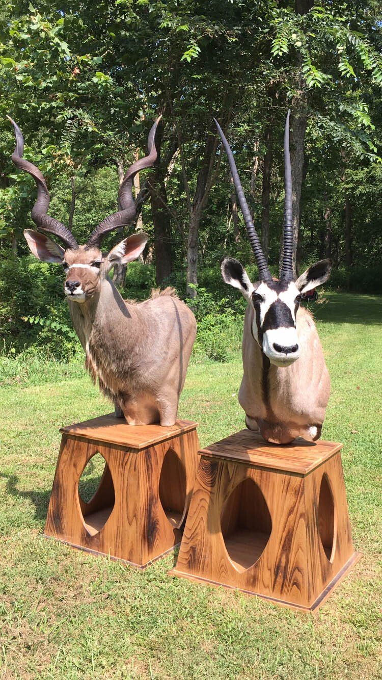 North American Animal Mounts