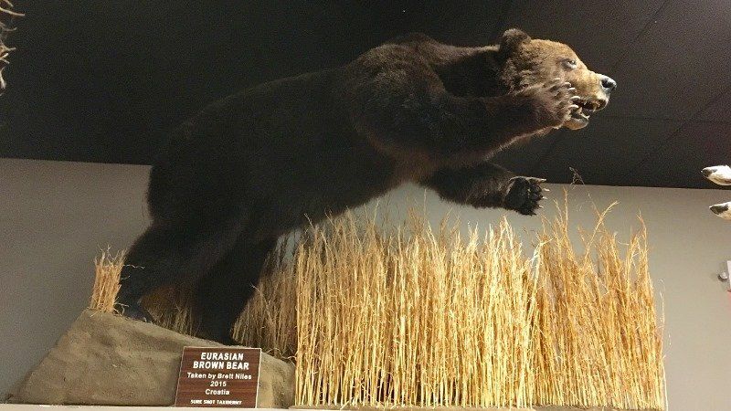North American Animal Taxidermy
