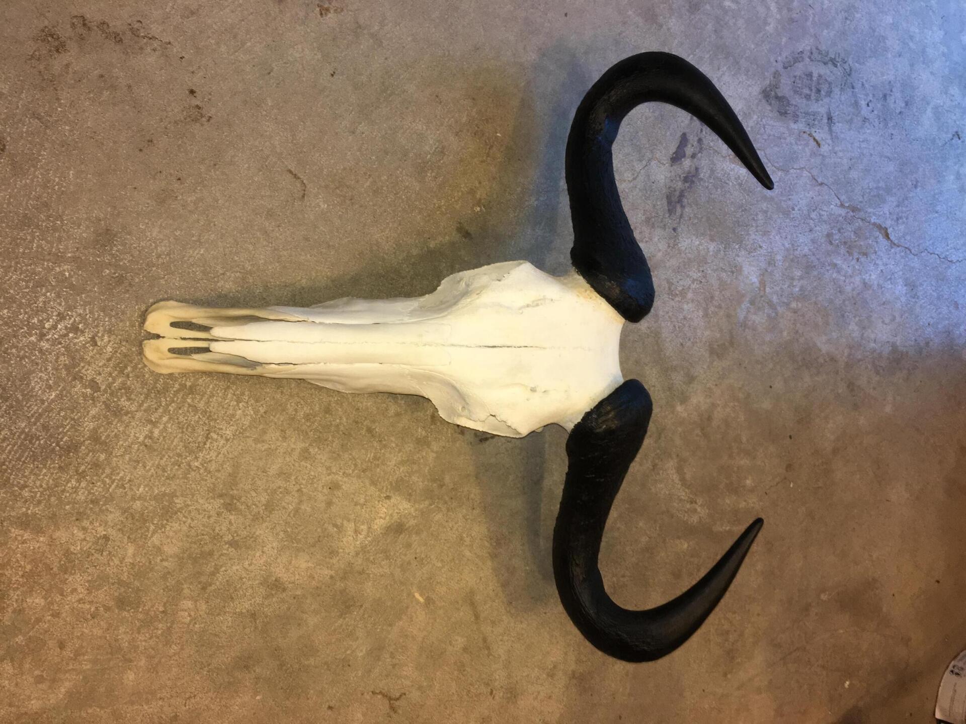 North American Animal Mounts