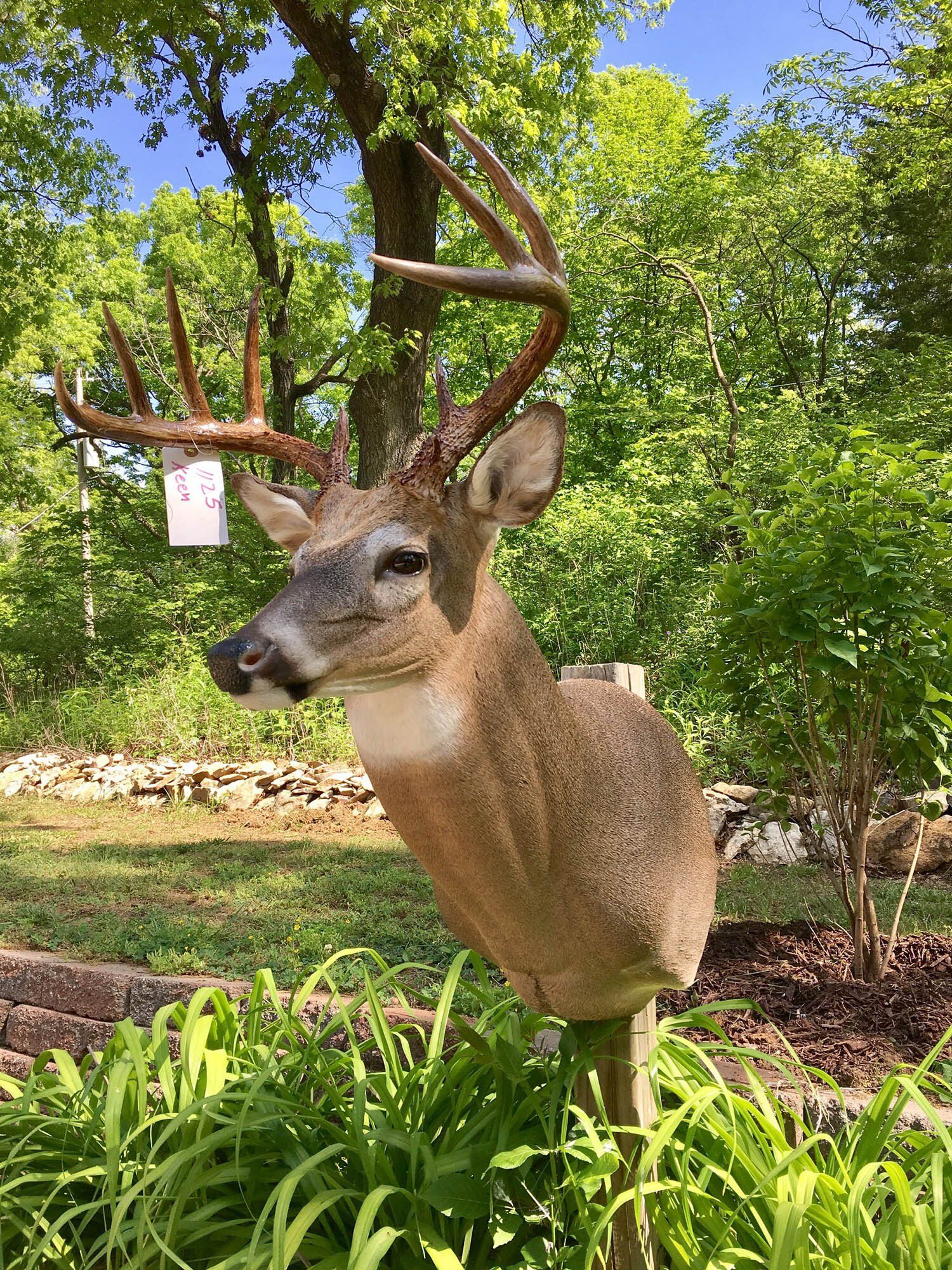 North American Animal Taxidermy