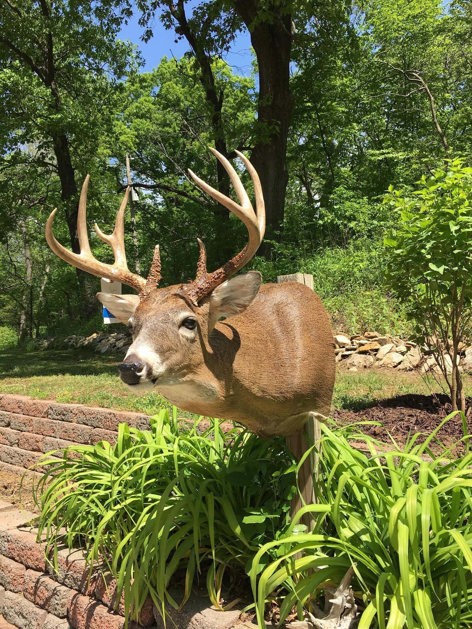 North American Animal Taxidermy