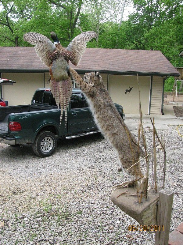 North American Animal Taxidermy