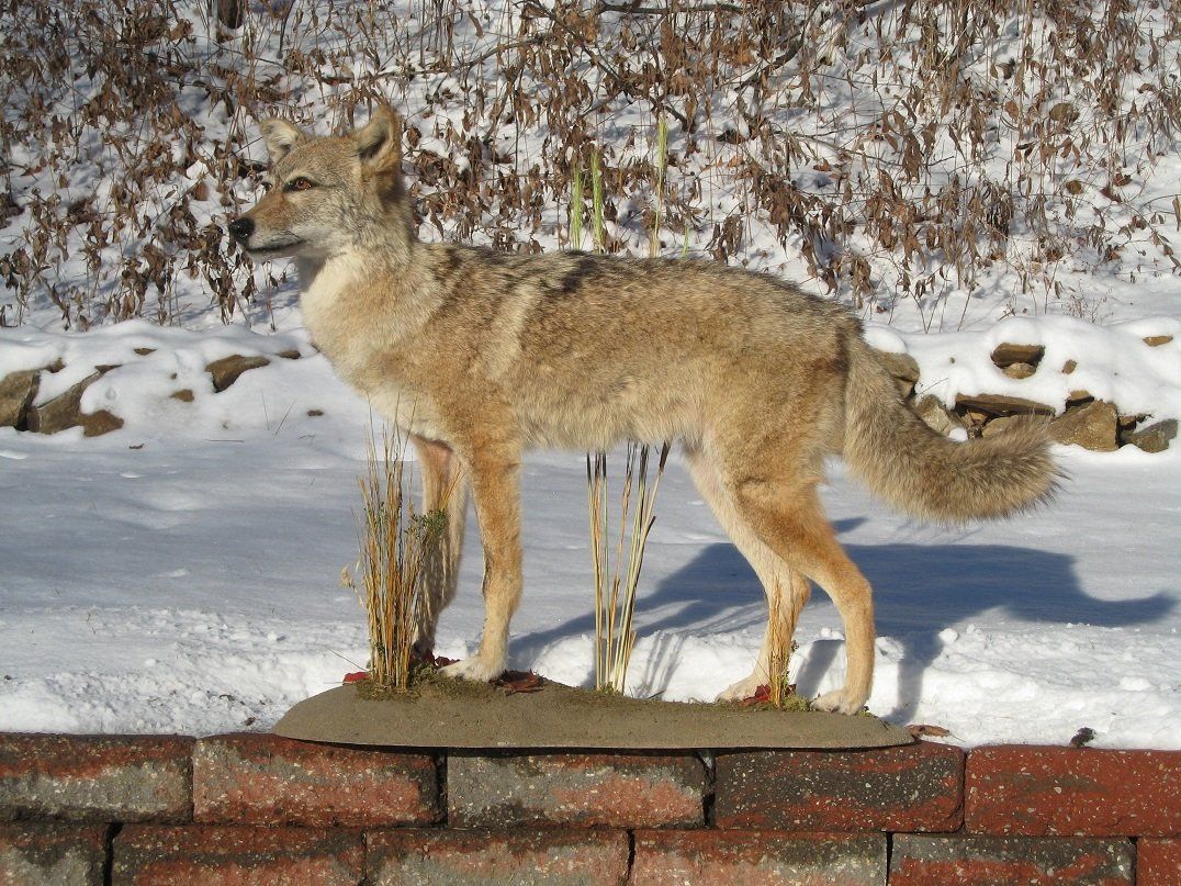 North American Animal Taxidermy