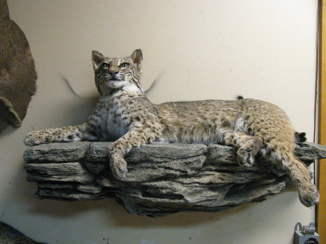 North American Animal Taxidermy