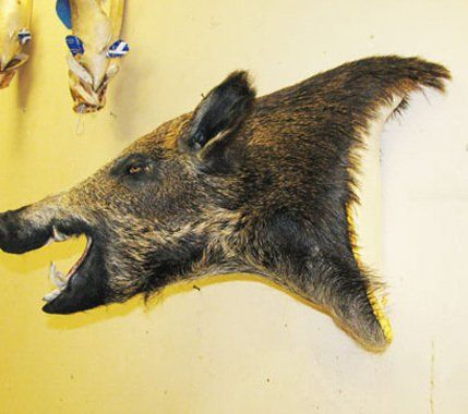 North American Animal Mounts