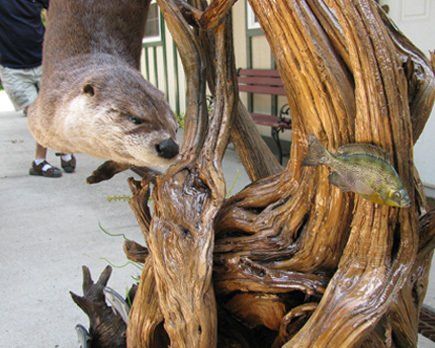 North American Animal Taxidermy