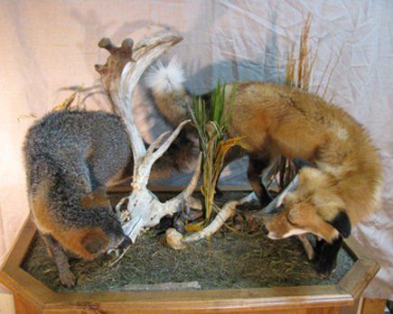 Exotic Animal Mounts