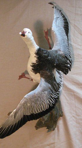North American Bird Taxidermy
